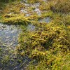 Une zone de marécage du Dartmoor, au Royaume-Uni, avec de la sphaigne, un type de mousse.