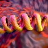 La bactérie treponema pallidum est la cause de la syphilis.