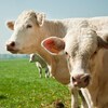 Deux vaches dans une prairie.