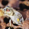 Gros plan sur une abeille morte avec un acarien sur le dos dans une ruche. 