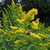 Une verge d'or aux fleurs dorées se laisse titiller par une abeille.