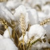De la neige sur des plants de blé, le lundi 30 septembre 2019.