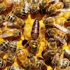Gros plan d'une reine avec ses abeilles. 