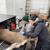 Des chercheuses cherchent des tiques sur une carcasse de chevreuil. 