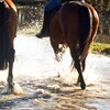 Deux chevaux marchant dans un ruisseau.