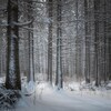 Une forêt dense en hiver.