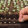 Gros plan d'une main qui dépose une graine dans une rangée de terre.