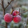 Des pommes avec du gel dans un pommier.