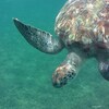 Une tortue marine qui nage.
