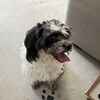 Un petit chien noir et blanc, dans un refuge pour animaux.