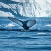 La queue d'une baleine sort d'une étendue d'eau.