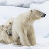 Deux ours polaire dans la neige.