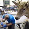 Photo de la tête d'un cerf empaillé dans l'atelier d'un taxidermiste.