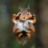 Un écureuil qui saute.