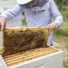 Les apiculteurs et apicultrices jouent un rôle essentiel pour la survie des abeilles.