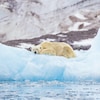 Un ours polaire au repos sur un iceberg.