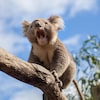 Un koala sur une branche.