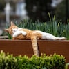 Un chat roux s'étend au soleil sur une terrasse. 
