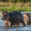 Une population d'hippopotames a pris du volume en Colombie après que Pablo Escobar en ait importés illégalement pour son zoo.