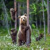 Une famille d'ours dans les bois.