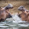 Une confrontation entre deux hippopotames.