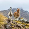 Deux lamas au sommet d'une montagne.