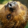 Un paresseux suspendu la tête en bas au Zoo de Granby.
