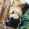 Un petit panda au Zoo de Granby.
