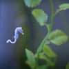 Un hippocampe dans un aquarium.