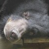 L'ours et Félix-Antoine Tremblay sont tous les deux couchés, la tête déposée sur le sol. 