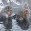 Un singe gratte le dos d'un autre singe dans une étendue d'eau entourée de rochers enneigés.