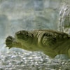Une tortue dans un auqarium.