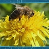 Une abeille butine une fleur.