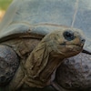 La tortue d'aldabra.