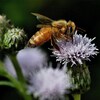 Une abeille butine une fleur.