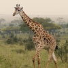 Une girafe marche dans la savane.