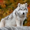 Dans une forêt aux feuilles colorées par l'automne, un loup se tient debout sur un rocher.