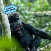 Deux chimpanzés dans la jungle, un qui prend soin de l'autre, à côté du logo Bonne nouvelle de MAJ.
