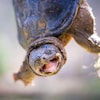 Gros plan sur une petite tortue la bouche grand ouverte.