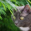 Chat en nature aux yeux verts
