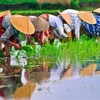 Des cultivateurs de riz sont penchés dans une rizière et s'affairent à la récolte.