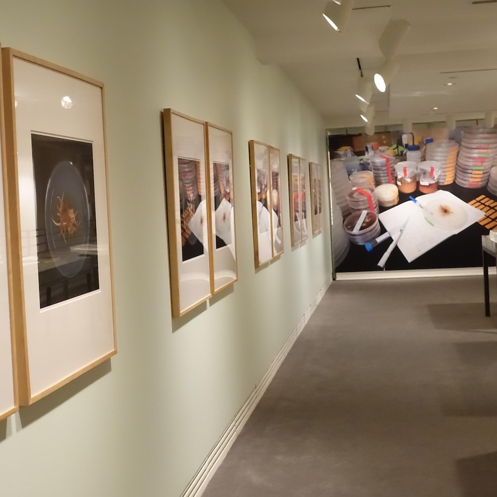 Salle d'exposition avec des photos de boîte de Petri au mur et un agrandissement d'une photo de pile de boîte de Petri.