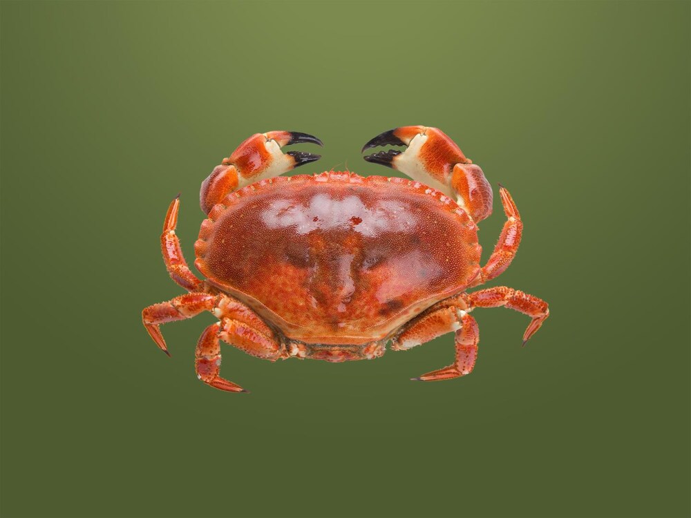 Crabe Mordu