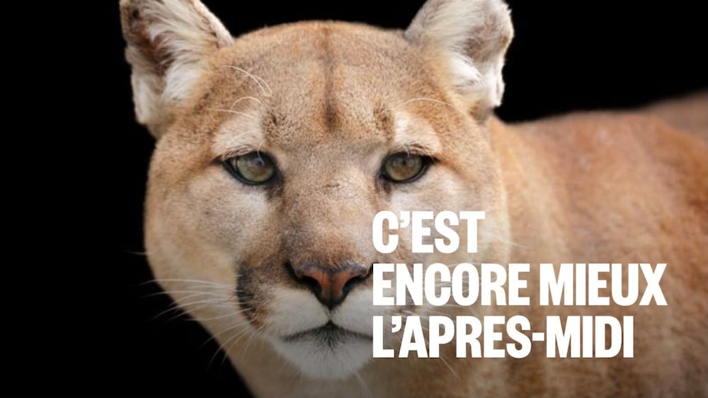 Plan rapproché d'un cougar.