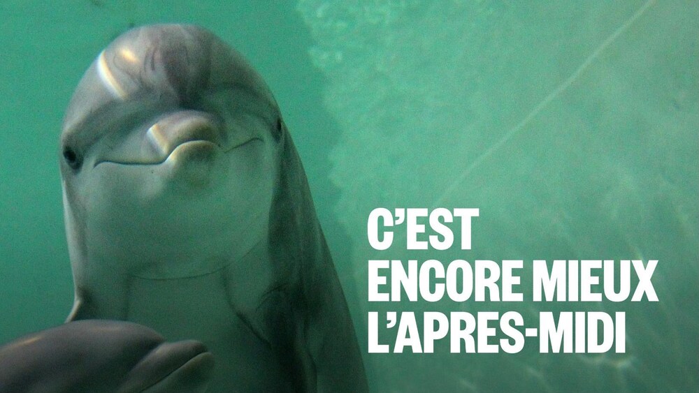 Deux dauphins dans l'eau.