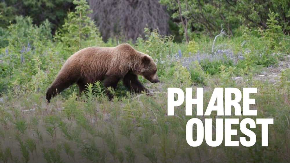 Un grizzly marche dans la forêt au Yukon.