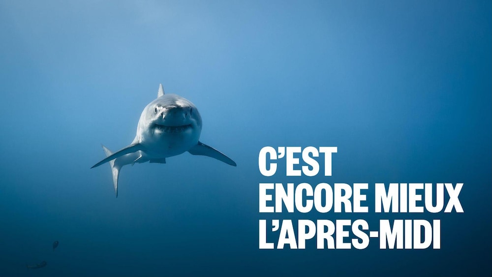 Un requin blanc dans l'océan Pacifique.