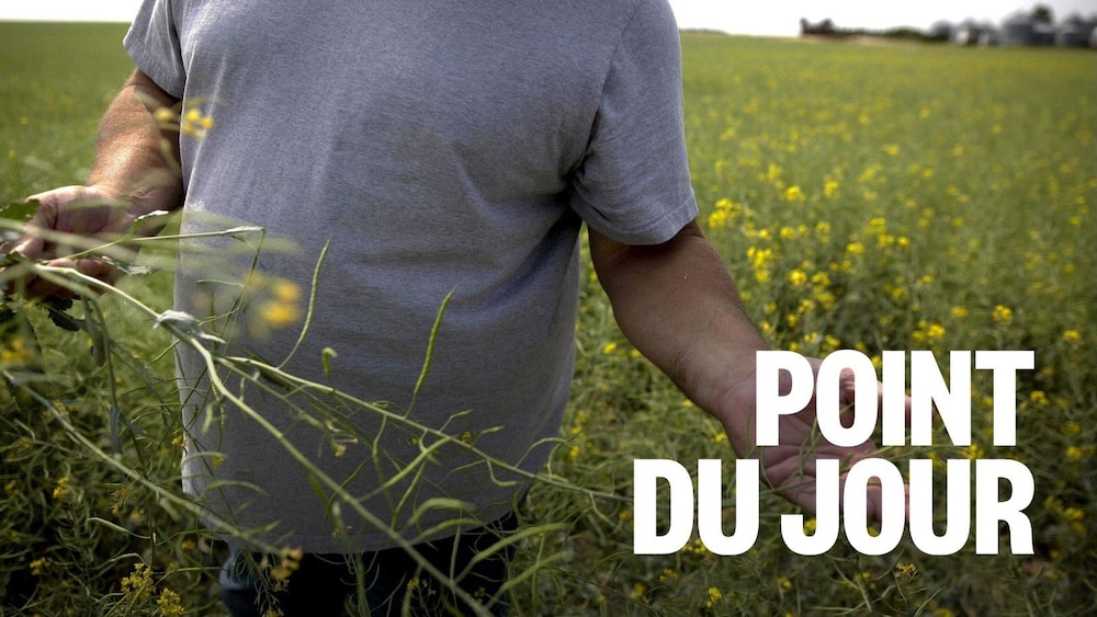 Un agriculteur de la Saskatchewan tient dans sa main un plant de canola dans un champ.
