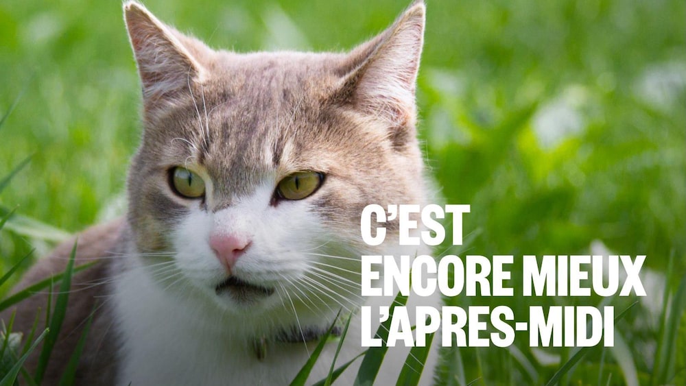 Un chat gris et blanc est assis dans des herbes longues