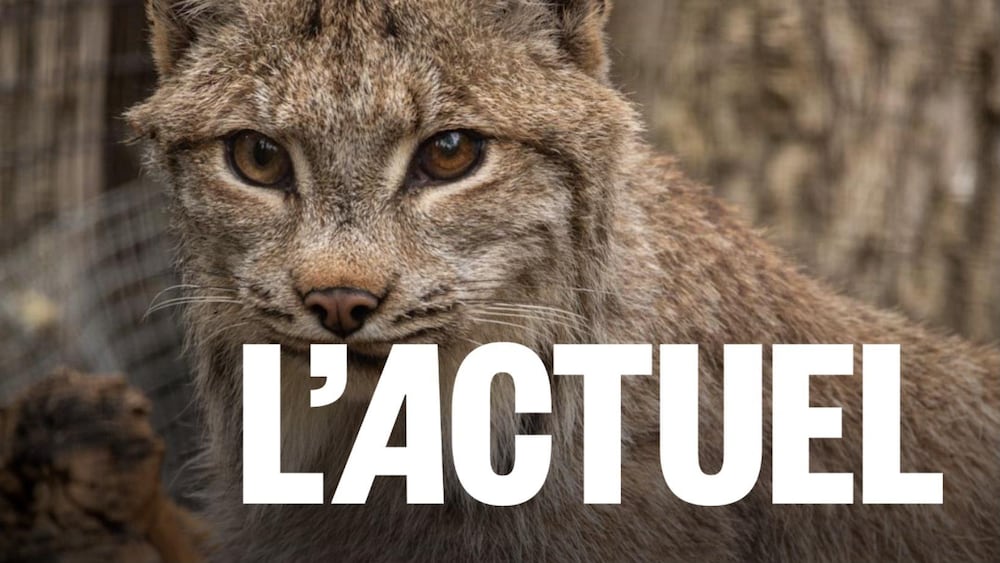 Lumi le lynx.